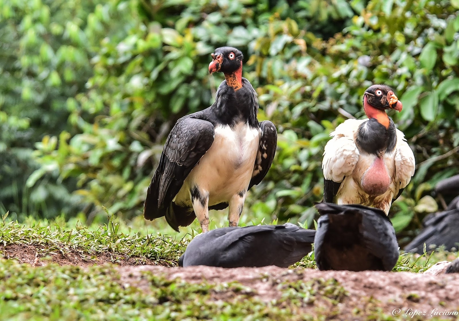 Птицы мексики Птицы мексики