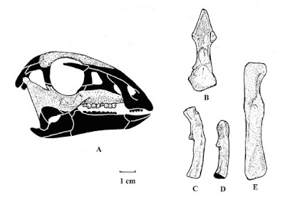 Leaellynasaura skull