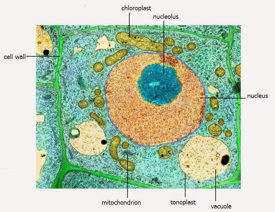 Plant Cell Diagram Electron Microscope Structure Functions And Diagram ...