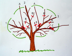 Esquema de poda de los cítricos