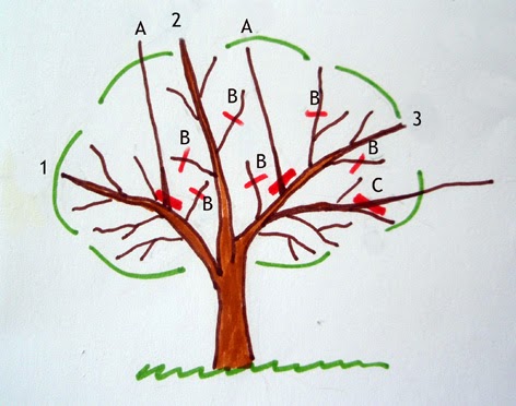 Esquema de poda de los cítricos