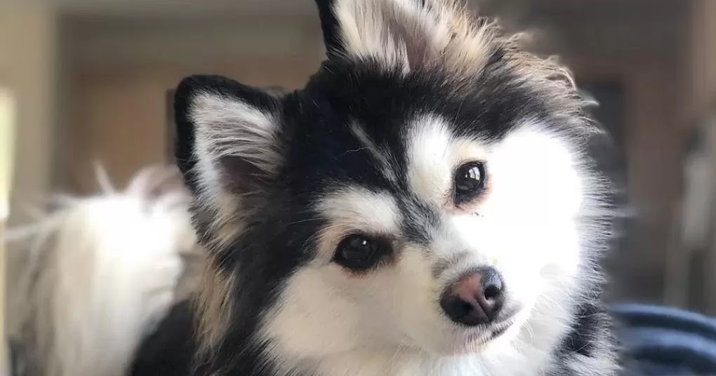 10 Cute Mixed Dog Breeds The Buzz Land