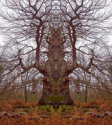 Cerita Seram Pohon Pemangsa Manusia