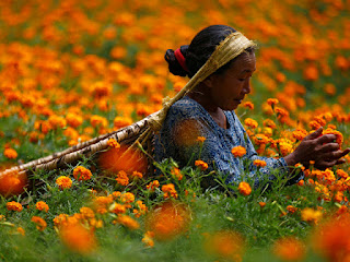 MArigold Harvest A woman surrounded by tall marigold plants. She has a large basket on her back that is held on by a strap across her head.