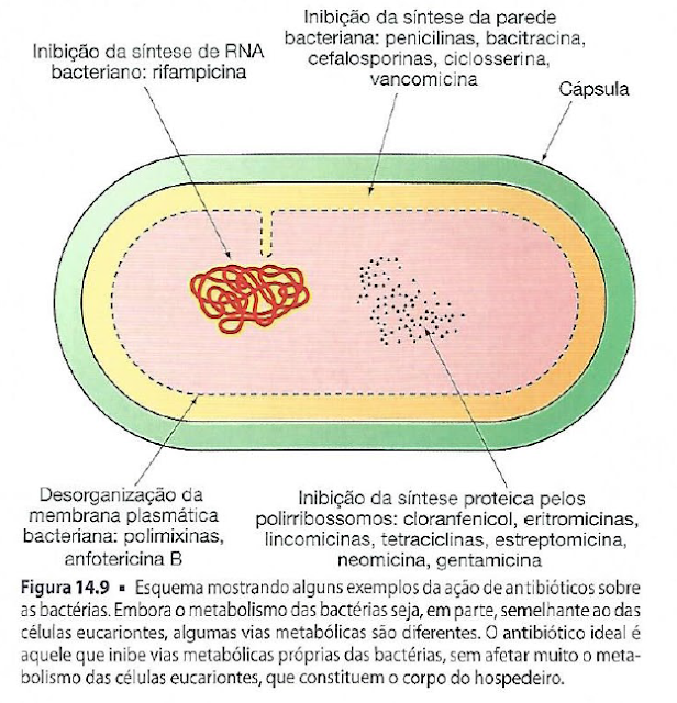 Esquema mostrando alguns exemplos da ação de antibióticos sobre as bactérias Esquema mostrando alguns exemplos da ação de antibióticos sobre as bactérias