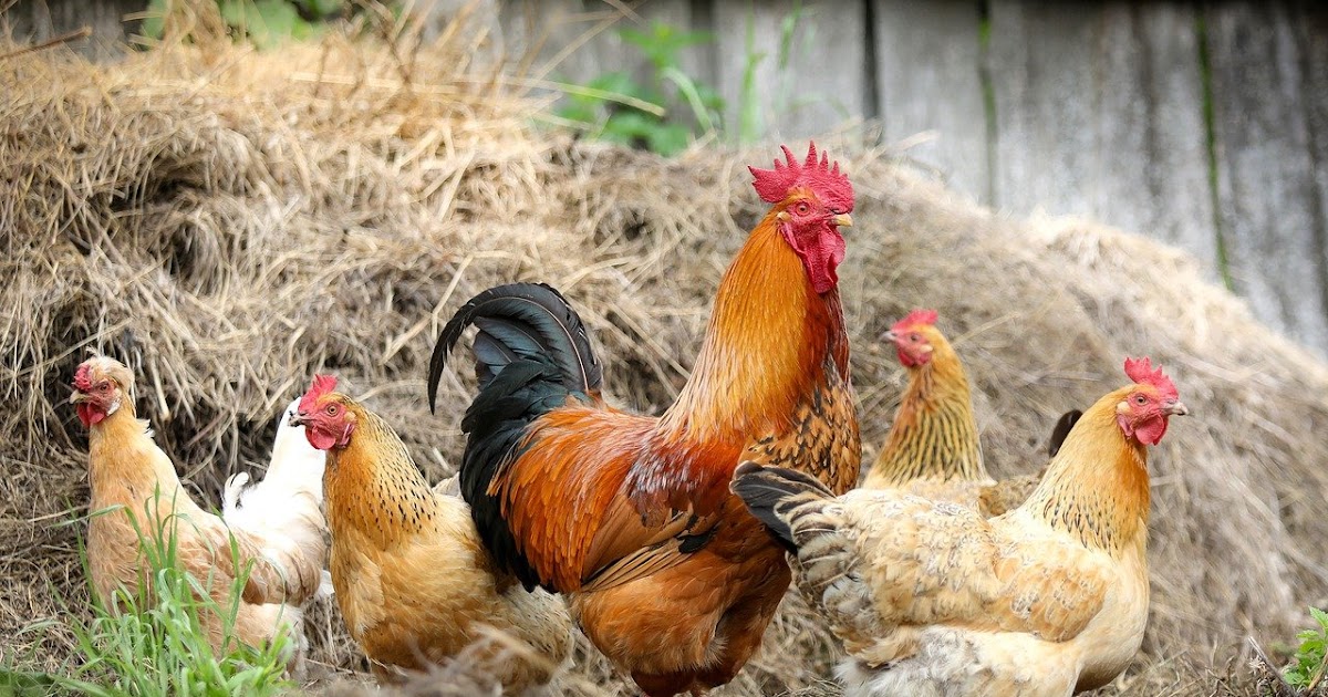Arti Mimpi Ayam Jago Betina Putih Hingga Berkokok Ikutrame Com Arti Mimpi Ayam Jago Betina Putih Hingga Berkokok Ikutrame Com