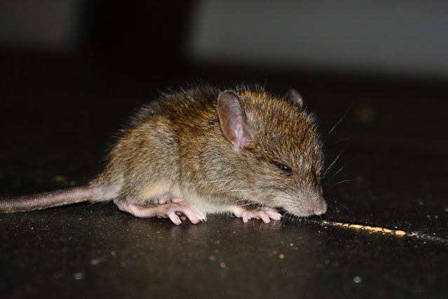 Apodemus sylvaticus Apodemus sylvaticus