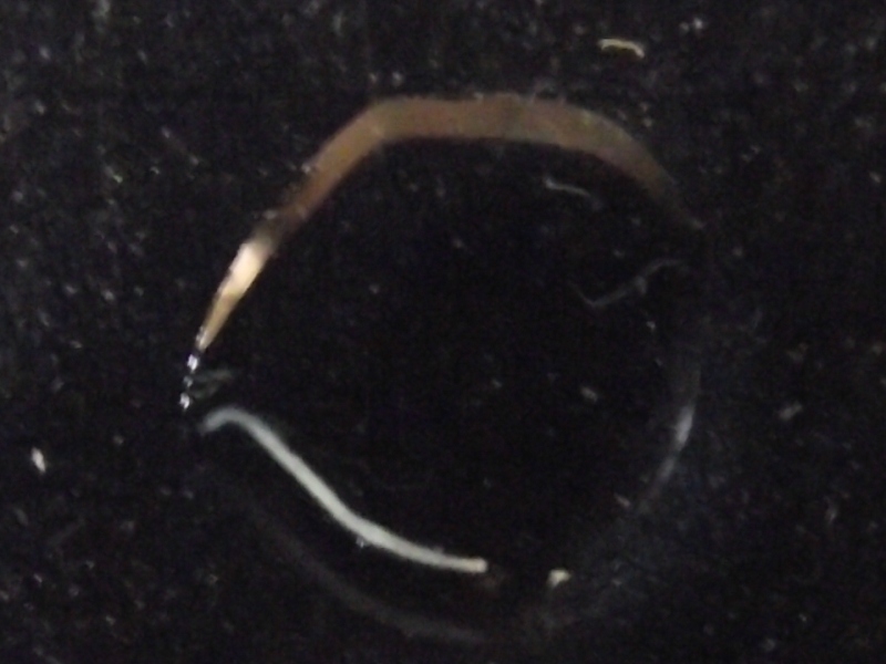 KASTOR48252 Freshwater Detritus Worms