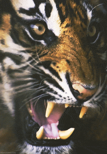 Animated+Tiger.gif