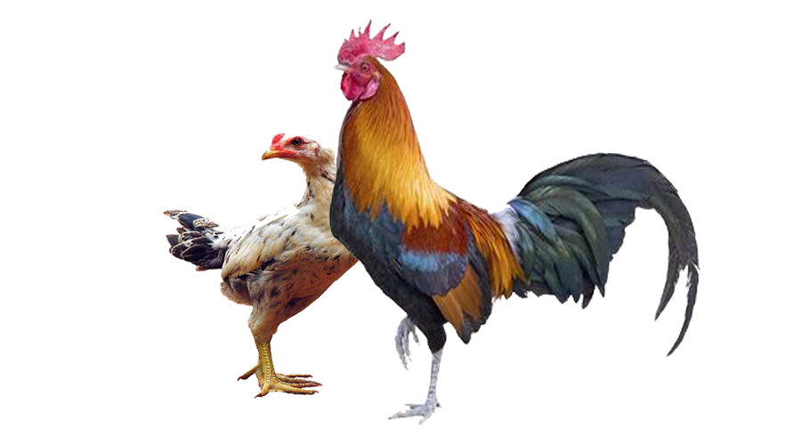 97+ Gambar Hewan Peliharaan Ayam HD Terbaik