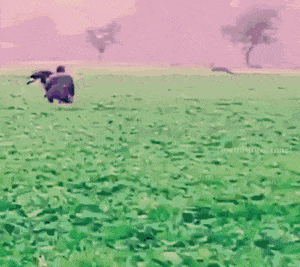 사슴 사냥하는 독수리 - 꾸르