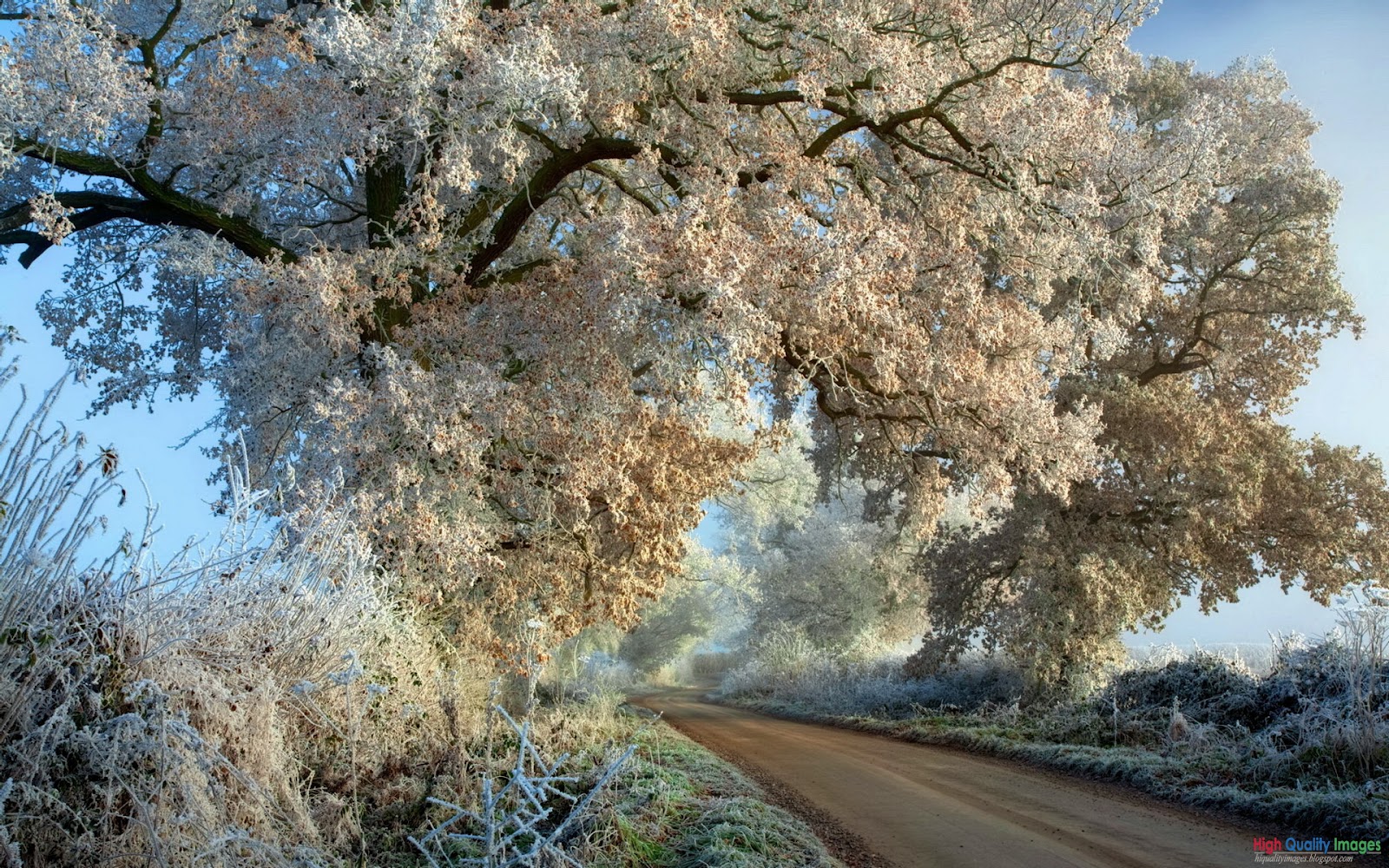 White Trees | High Quality Images