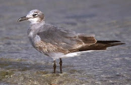 (Larus atricilla) Laughing gull / Gaviota reidora Americana / Guanaguanare Kaioa