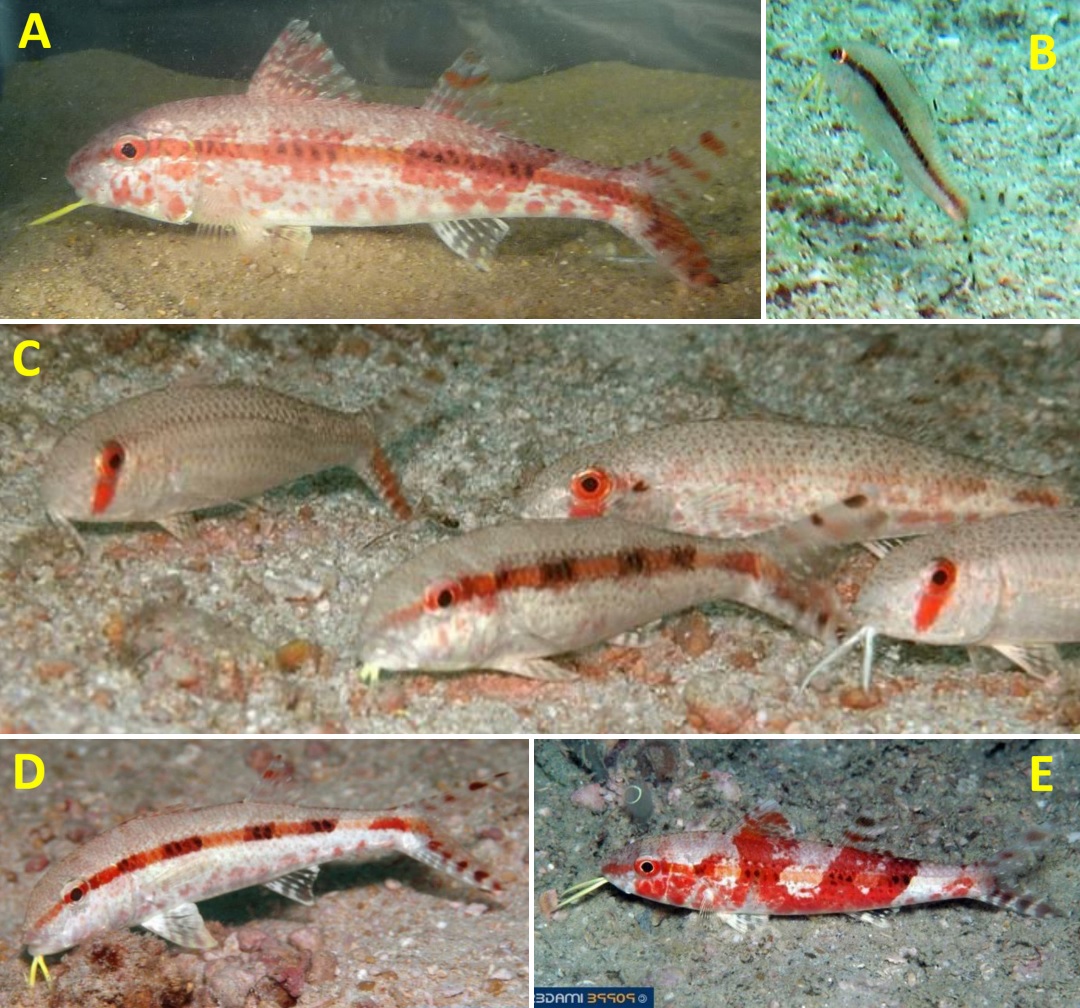Species New to Science [Ichthyology • 2019] Upeneus caudofasciatus, U