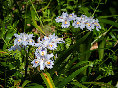 Shaga (Iris japonica) flowers: Kita-kamakura 