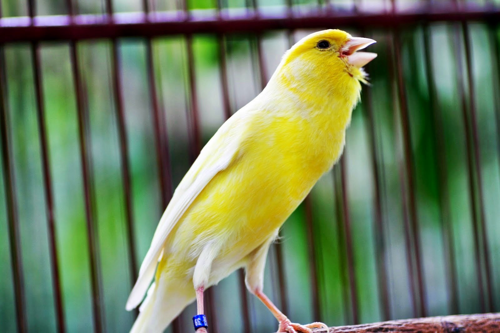 певчая птичка канарейка. канарейка кенар. кенар кенар. самка канарейка самец кенар. кенор поющий.