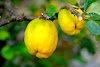 Quince: Nutrition and Health Benefits    