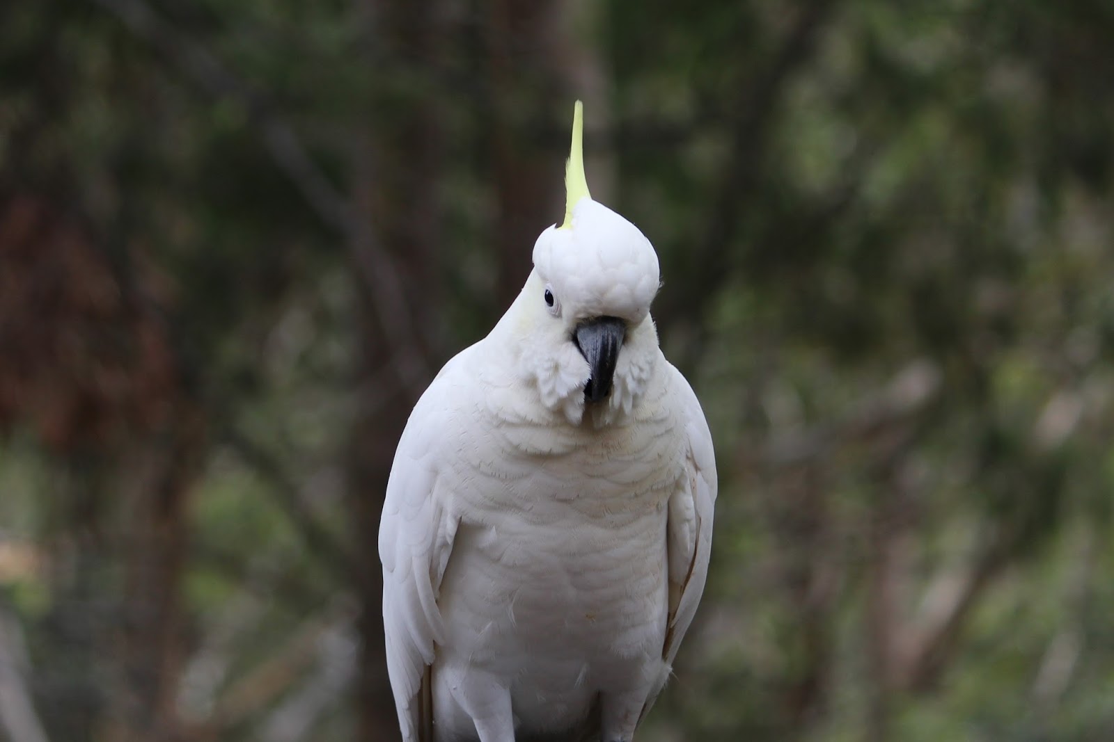ROCK'S ADVENTURES CENTRAL COAST BIRDS SULFHUR CRESTED COCKATOO 4