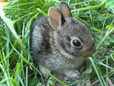cute little bunny
