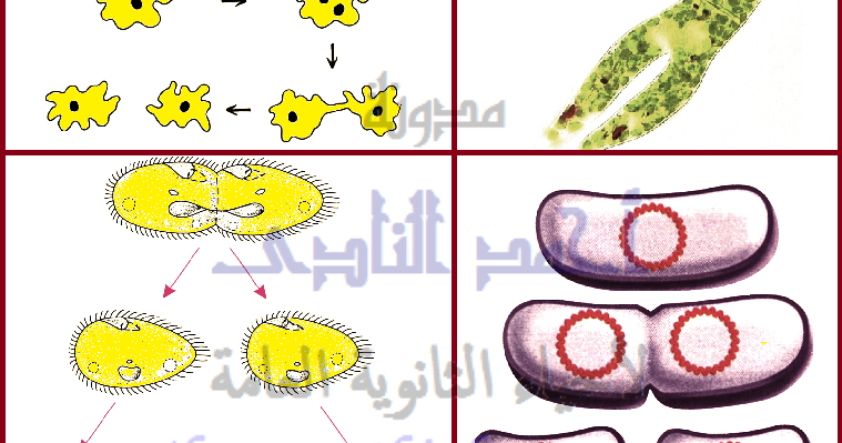 الدرس 43 صور التكاثر اللاجنسى 1 الإنشطار الثنائى مدونة أحمد النادى لأحياء الثانوية العامة