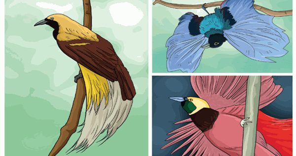 30+ Ide Poster Hewan Langka Burung Cendrawasih Frogletka