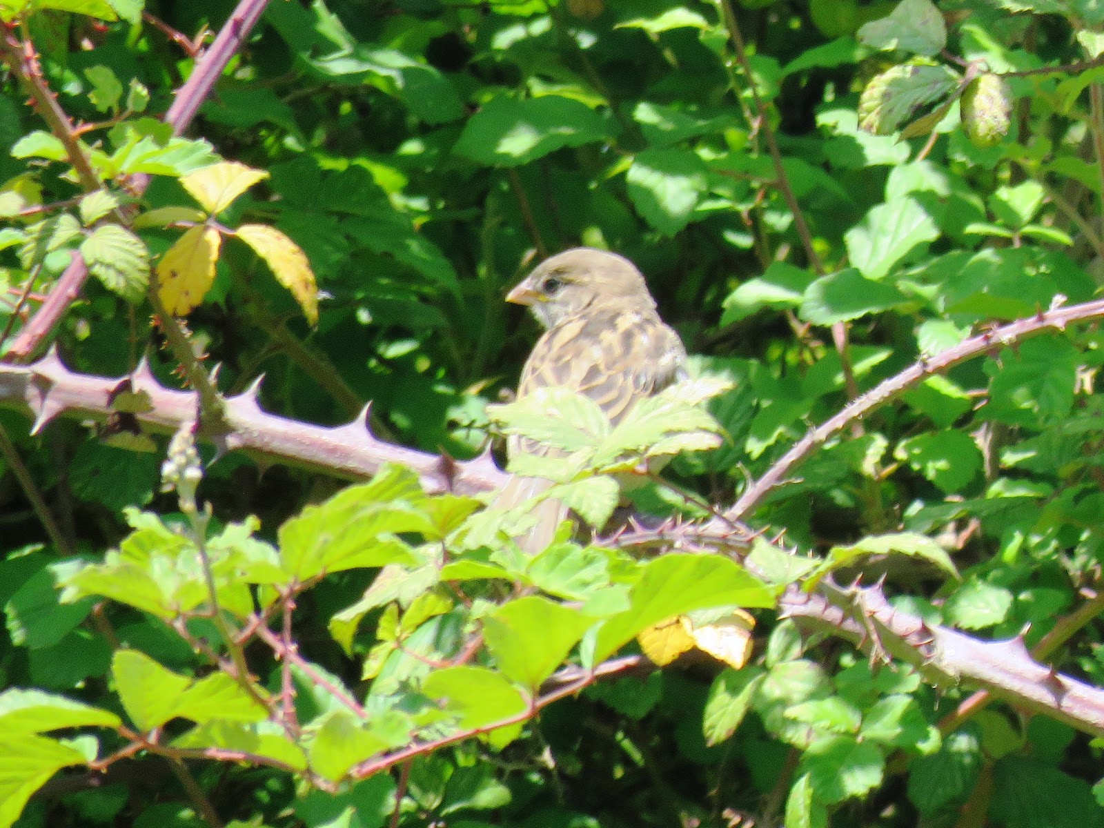 Senda por el río Cubia (Grado)