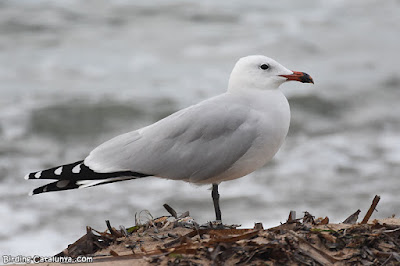 Gavina corsa (Ichthyaetus audouinii)