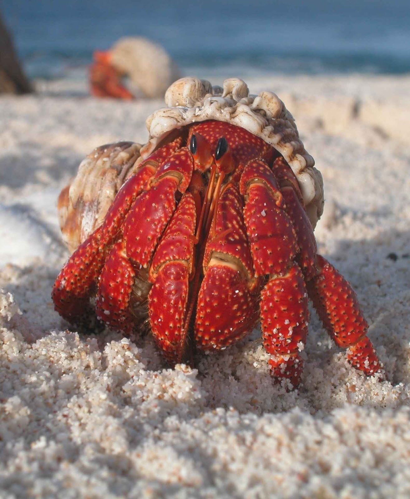 Picture of a hermit crab. Picture of a hermit crab.