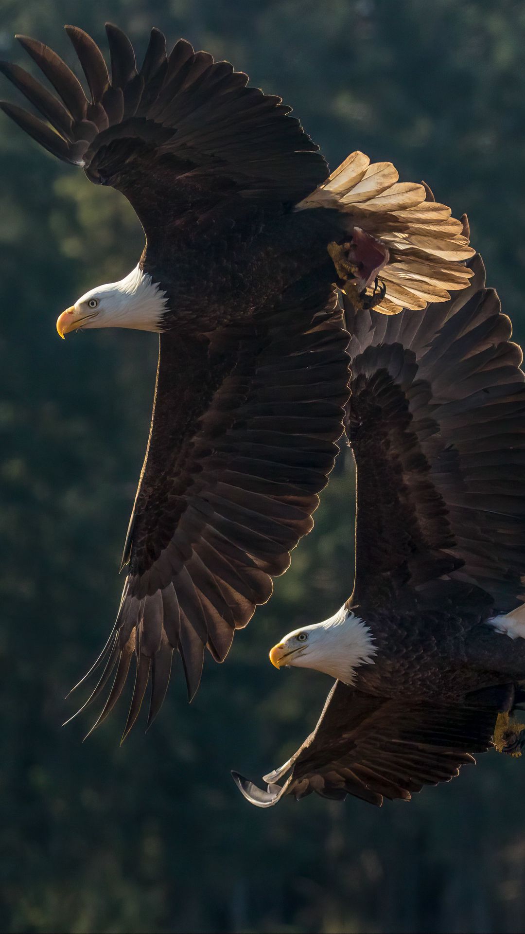 American Eagles Wallpaper iPhone Wallpapers for iPhone 15, iPhone 14