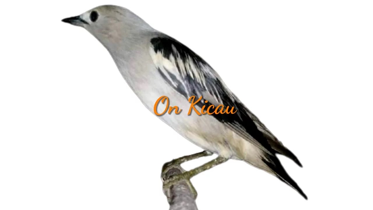7 jenis burung Jalak yang paling populer dan banyak dipelihara di Indonesia  - On Kicau