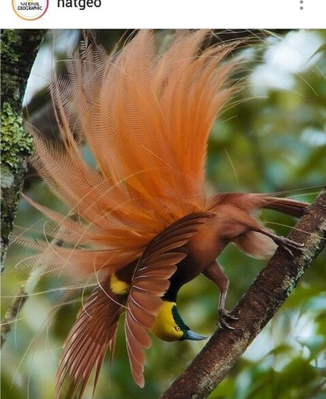 Экзотический хвостов. Птица королевский фазан. Лирохвост в австралии. Лирохвост в австралии. Райская птица раггиана.