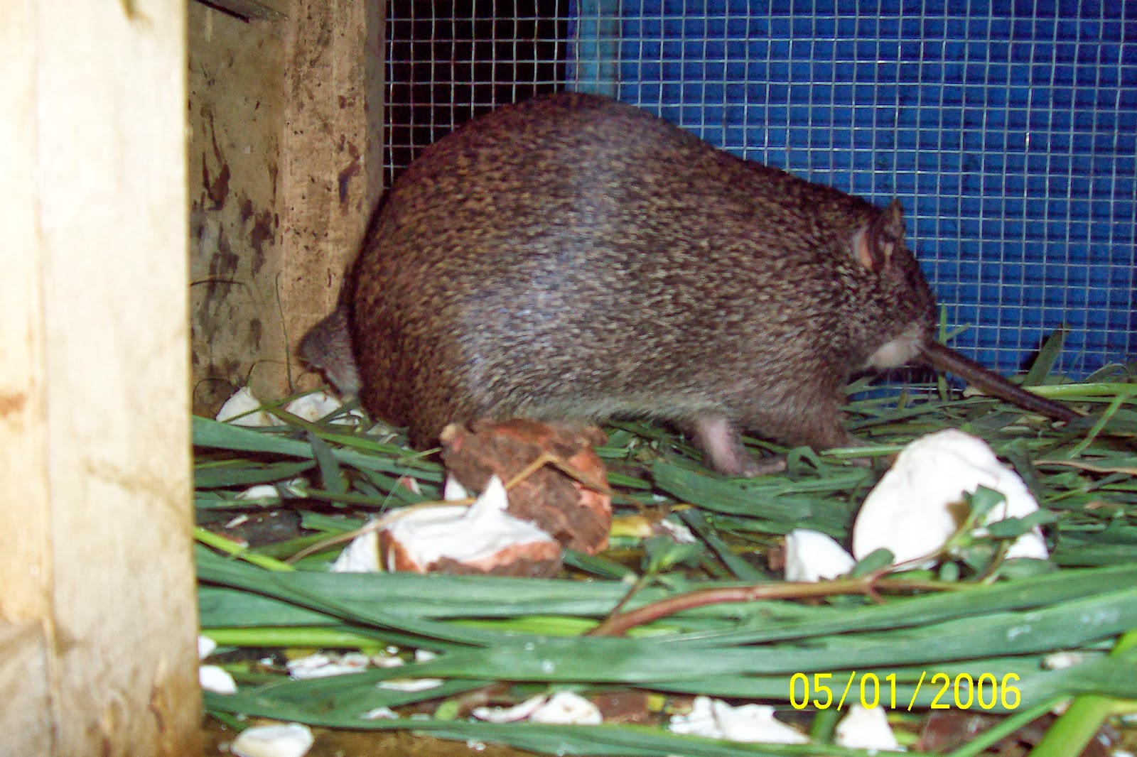 Regenerative Agriculture through Drip Irrigation Systems, ThreeSisters