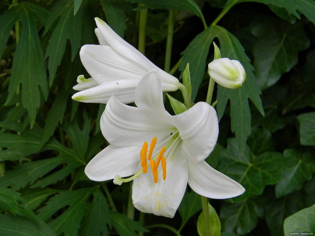 лилия белая город