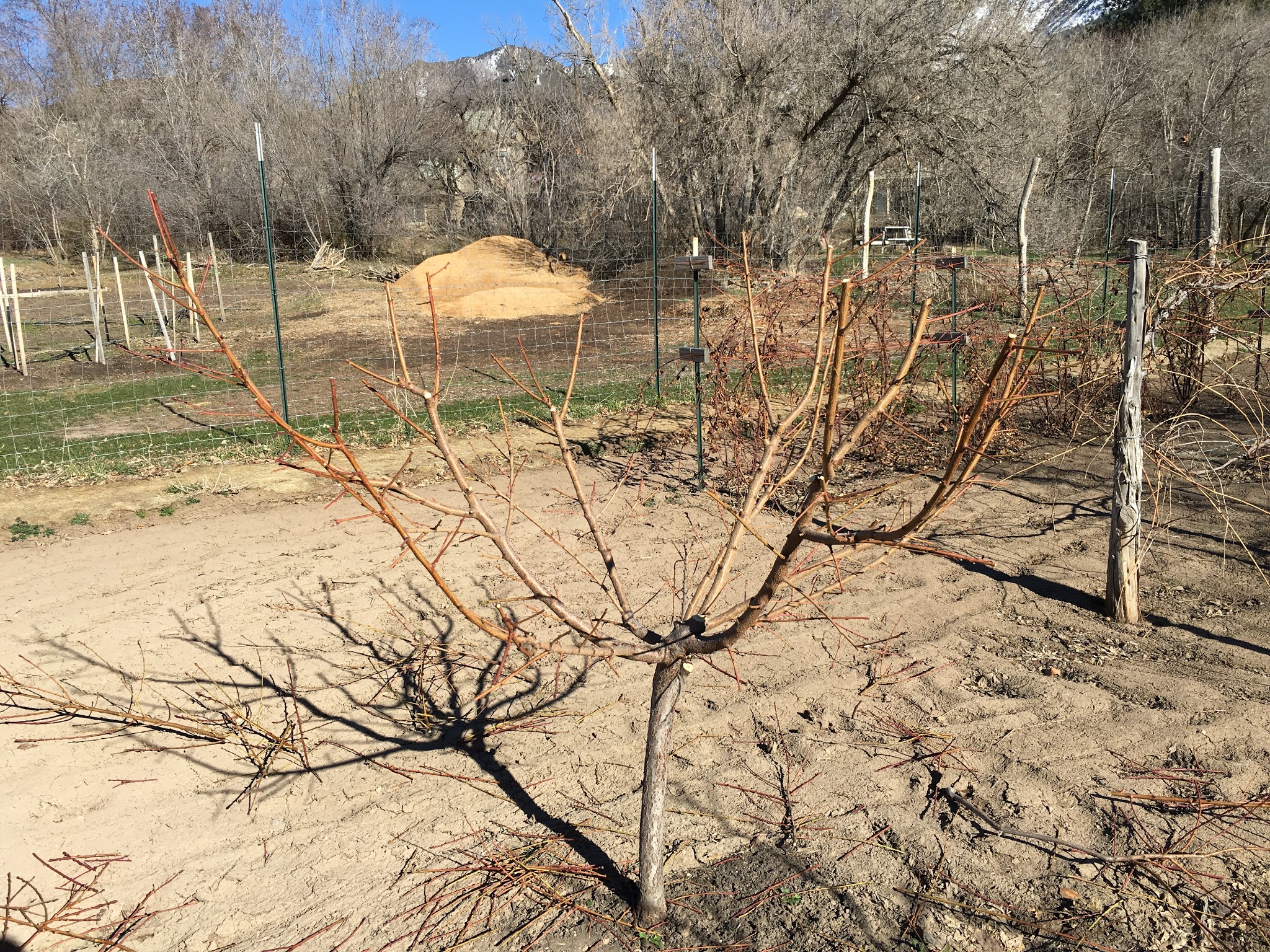 Peach Tree Pruning Techniques