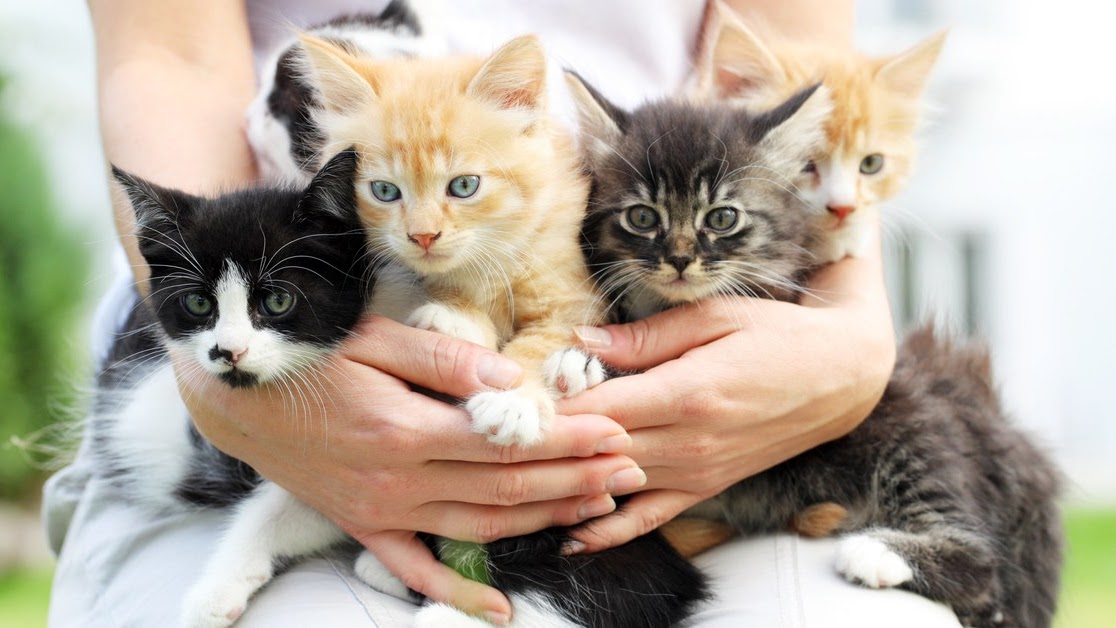 Ruyada Kedi Gormek Ne Demek Ruyada Kedi Gormek Ne Demek