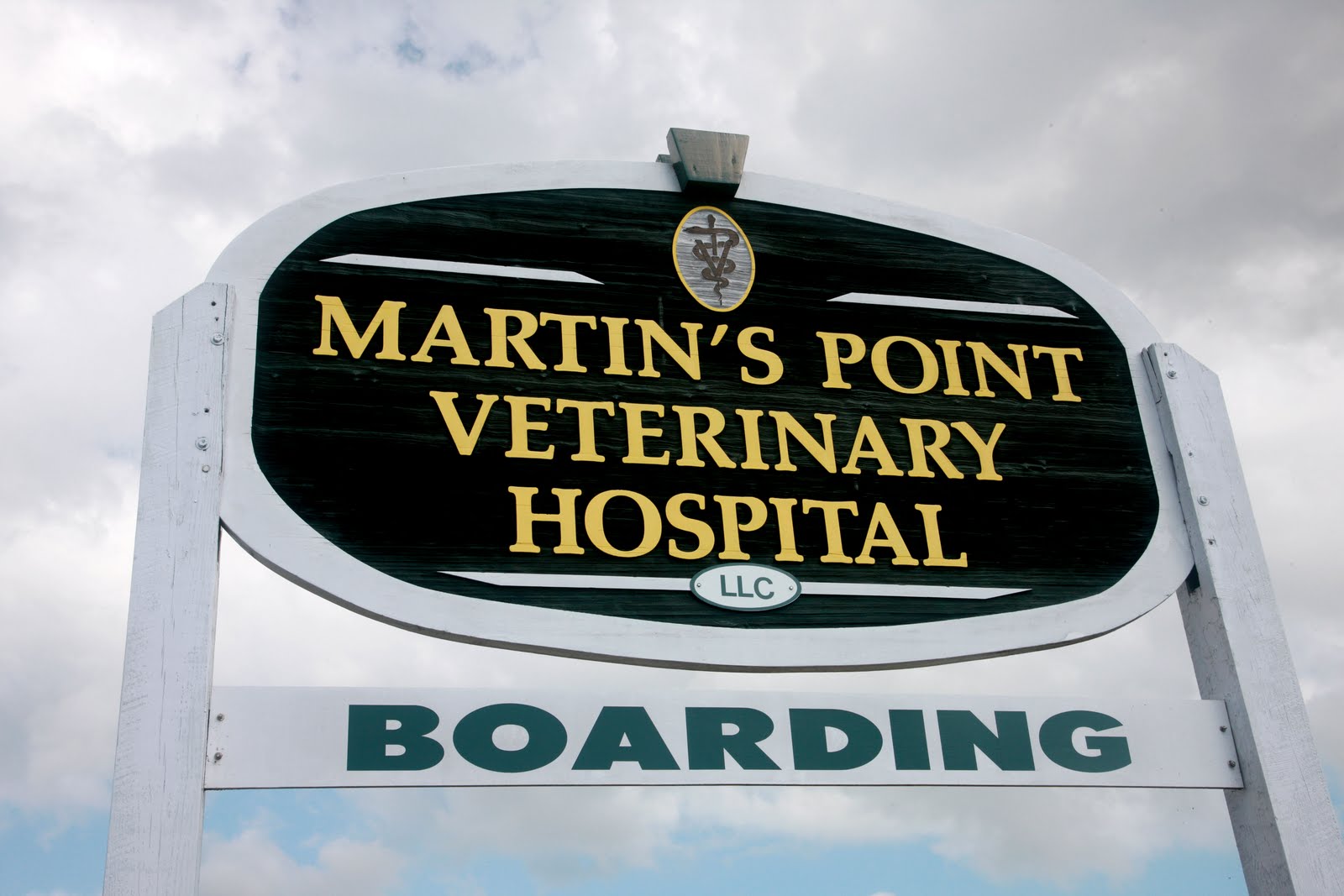 Pampered Pets Guide blog Protect Your Pampered Pet from the Summer Heat