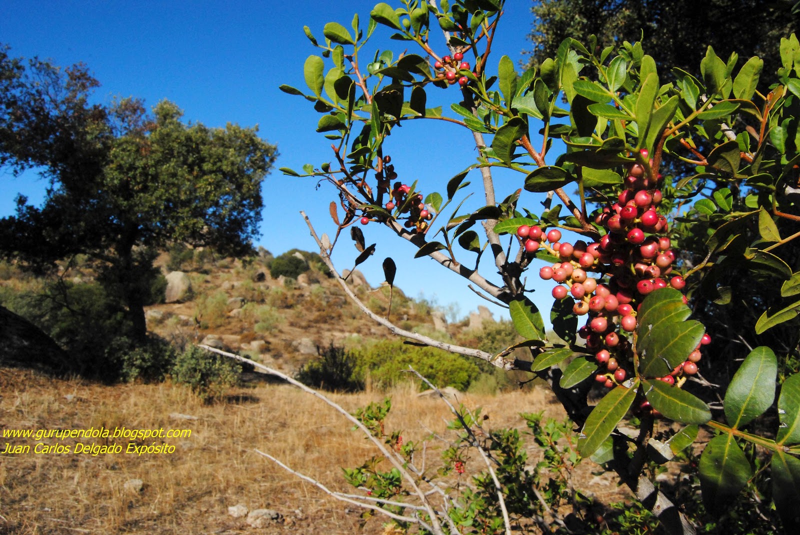 gurupendola 1/10/12 1/11/12