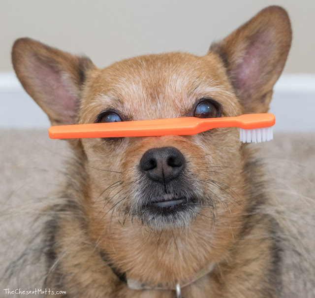 Review & Giveaway How to Care for Your Dog's Teeth Without Brushing