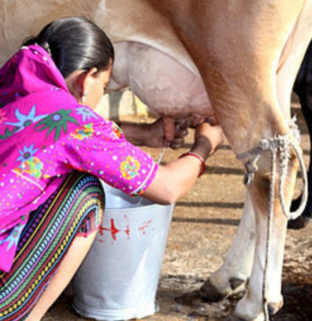 alt = "picture of hand milking of cow"