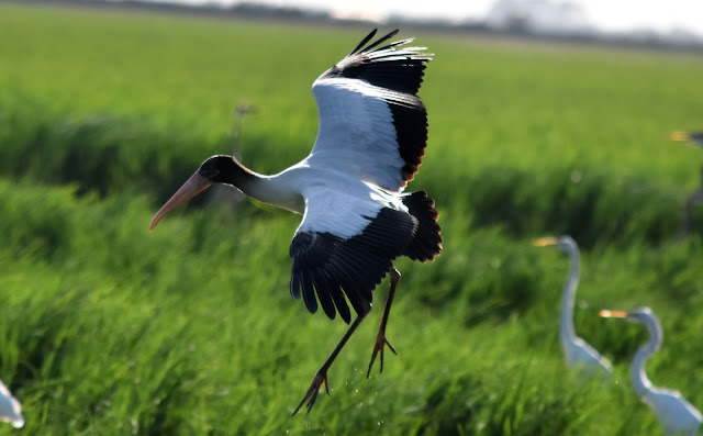 Wood Stork Juvenile in flight