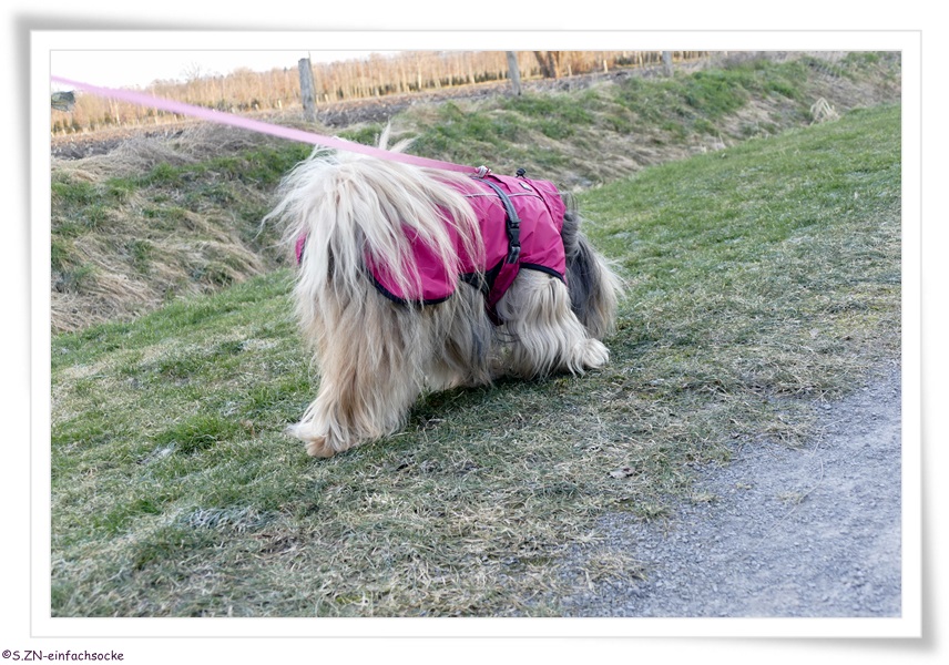 [Hundeblog] Einfach Socke Wieviel Kleidung braucht ein Tibet Terrier?