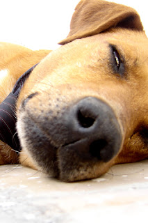 iphone  background wallpaper