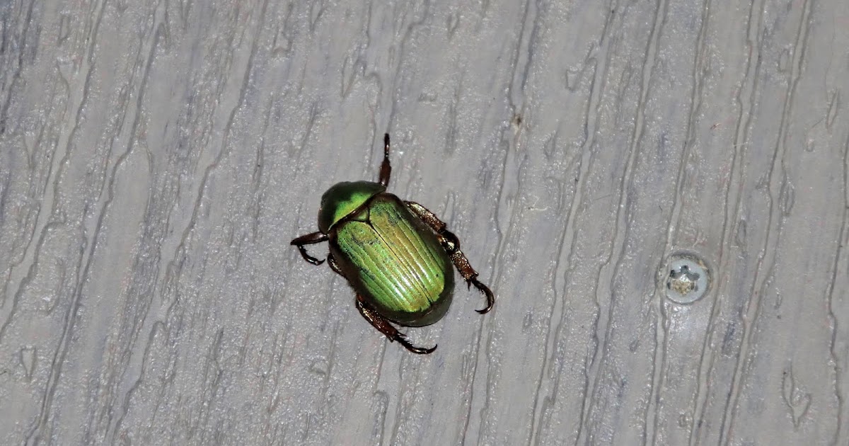 The Bugs Come Out at Night