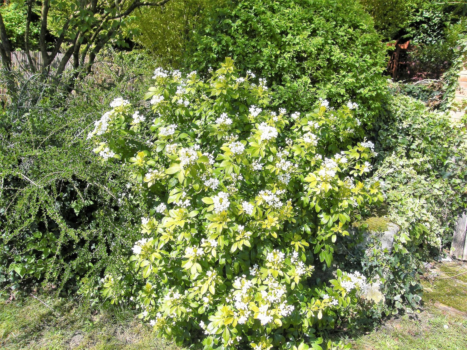 Au Gre Du Jardin L Embarras Du Choix Parmi Les Choisyas
