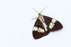 butterfly, white background