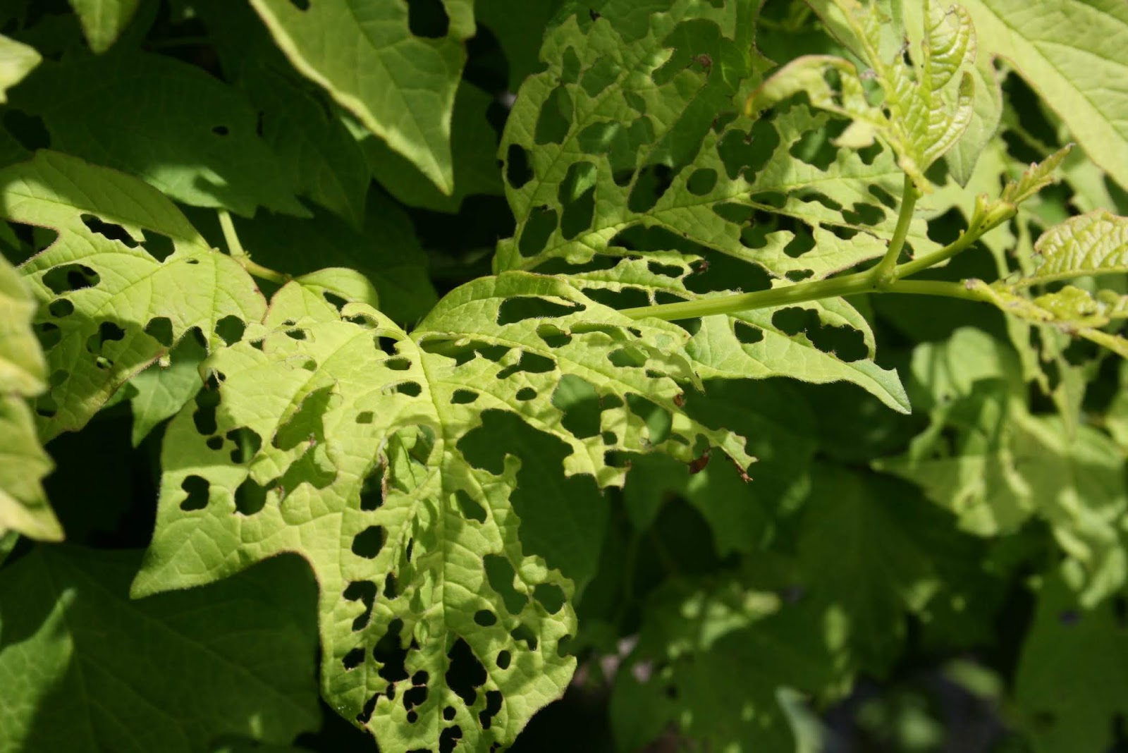 Red Flowering Currants Bearing Fruit