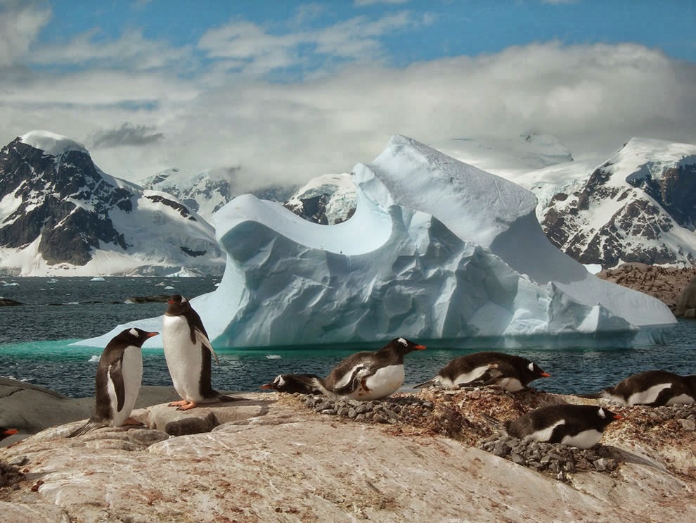 موسوعة نحلة الثقافية بالصور بطاريق القطب الجنوبي كم هي رائعة في أحضان الطبيعة الثلجية