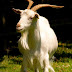 How to Feed Goats