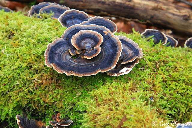 Les Trametes versicolores, très communes, sont sans doute les plus belles moisissures de la forêt de Fontainebleau 