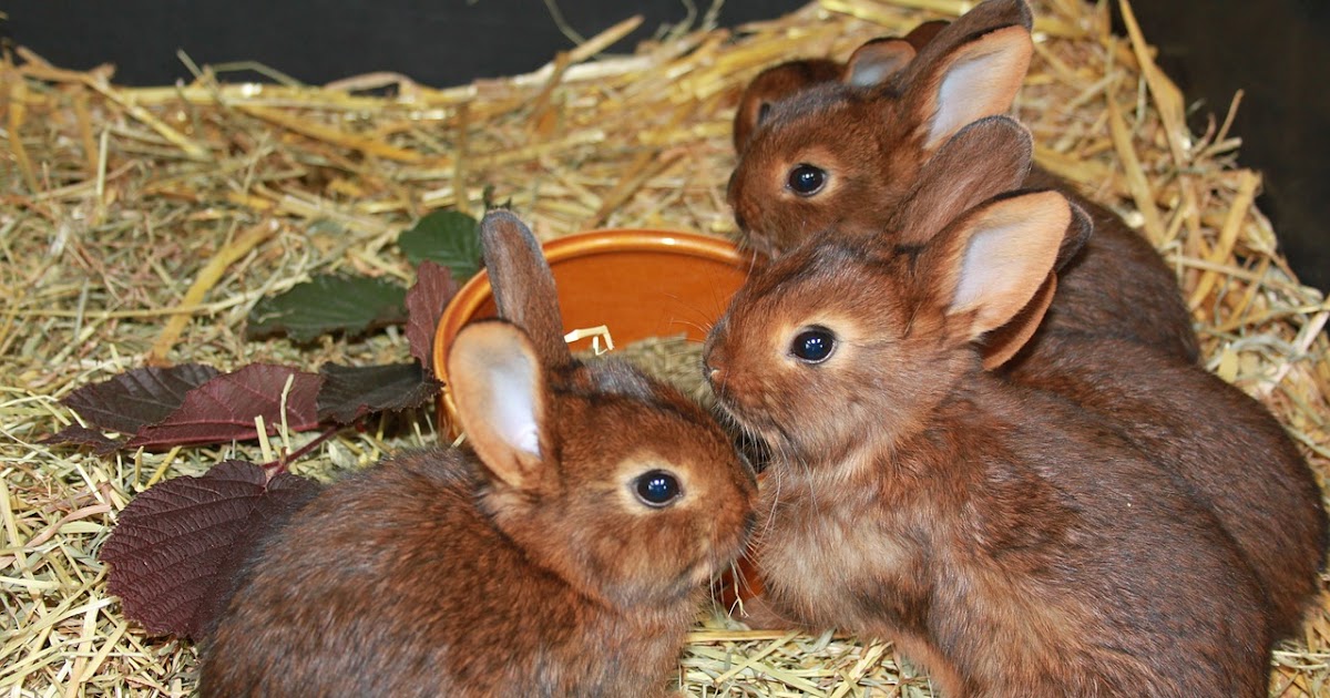 La reproduction chez le Lapin - agromonde